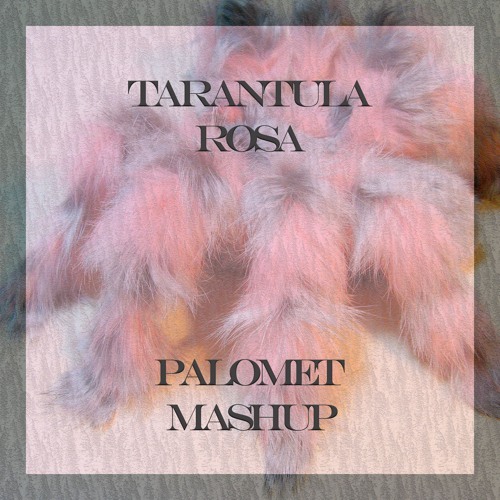 Tarantula Rosa (Palomet Mashup) (Pitch Down -4)