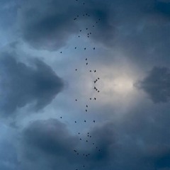 ornithology (+ lyte)