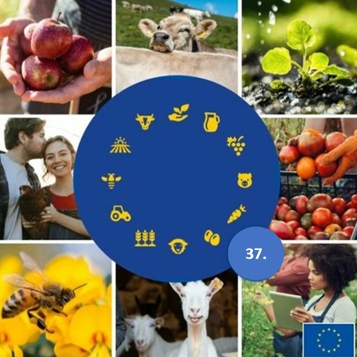 37. #Agrivoiltaïque : l’alliance prometteuse entre productions solaire et agricole