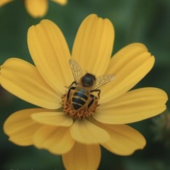 beautiful-honeybee-queen.mp3