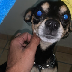 CAPRICORN - zeborgo prod GABASS