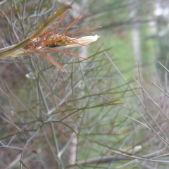 Forest Wishper