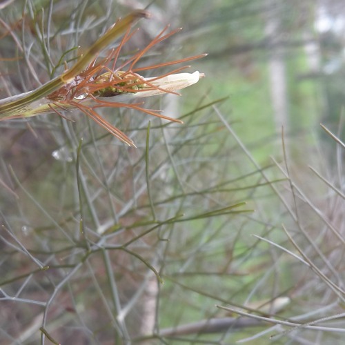 Forest Wishper