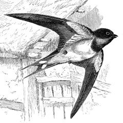 Swallows in a stone barn - 13th July 2024-5.27am - West Kilcarra