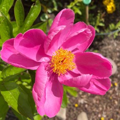 flower garden