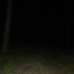 KTO HO4bI-0 6E9AET B JIESY??