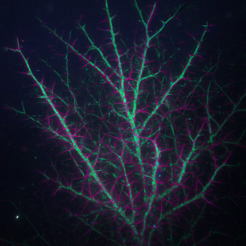 Submerged Data