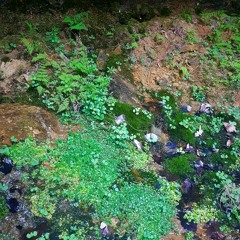 Crystal Spring