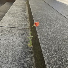 Married in Mount Airy cover