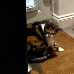 Become The Warm Jets - june 4th 2021