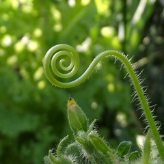 Tendrils Of Love (that Reach Out To Greet Me)2