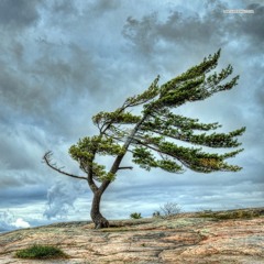 Wind At Our Backs - Combstead / Robert Grigg