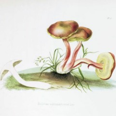 HK_Fantaisies_tracks_124