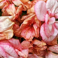 I Bet You Wish I Was Kidding