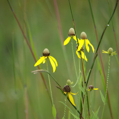 Mid-Morning Prairie - Fernald Preserve July 13, 2025 10:30 AM