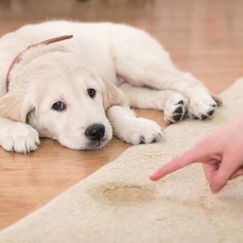 Stream How To Get Rid Of Pet Urine Stain From The Carpet?