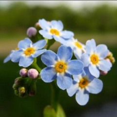 Okay cover from Victorious