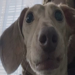 ijustneedu2 [hicierce]