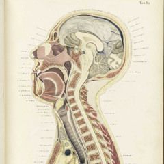 odes to the body unsung (2025) for sinfonietta