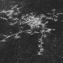 Nov Lev / Tzofen Hadash Beavarcha 0.1