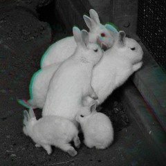 En suivant les traces de lapins