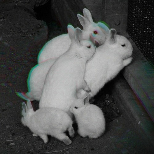 En suivant les traces de lapins
