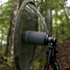 Wood Thrush Song | Telinga Modular Parabolic Microphone
