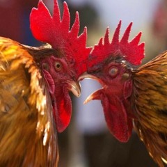 "The Cockfight" - Confrontation Between USA and Iran