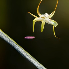 Mantis Mantra