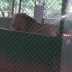 portal do zacarias leoa homem morto por leoa portal zacarias homem invade jaula