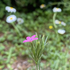 The Colours of Cardi (Demo)