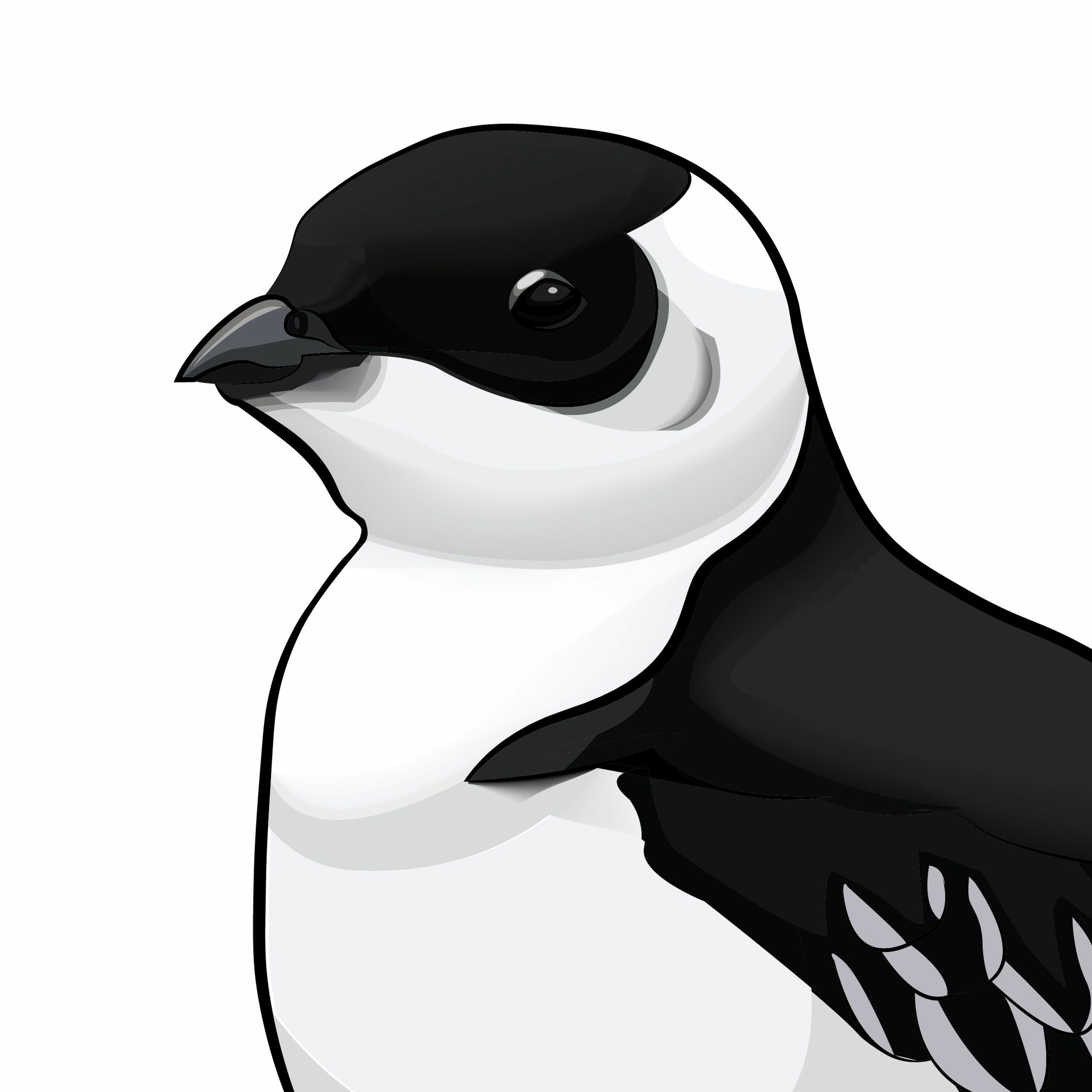Pippipodden