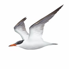 裏海燕鷗  Caspian Tern