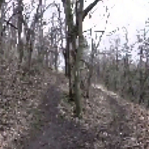 tree in the living room