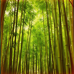 BamboO