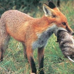 ABC 891 Afternoons interview with Corey Bradshaw about fox control