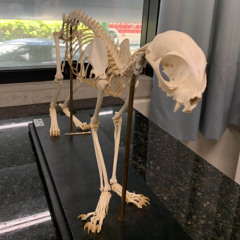 Bleed - Dead Calm cover