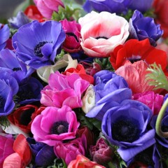 remove background (FREE DOWNLOAD)