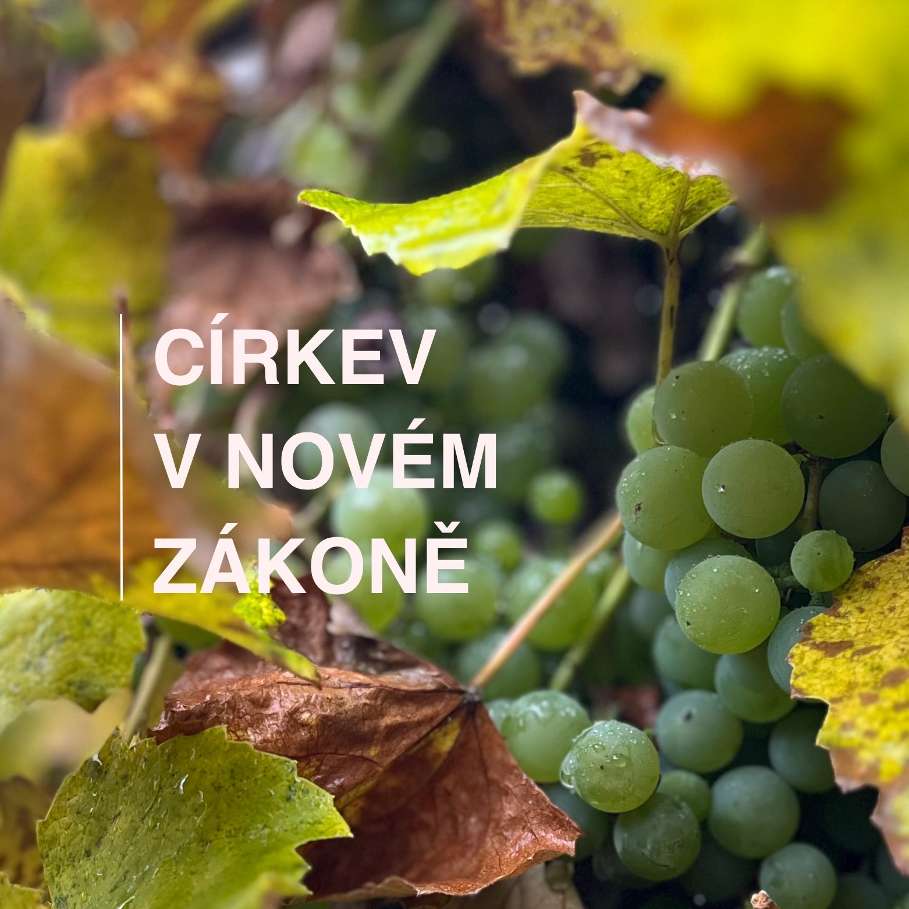 Církev bez hranic