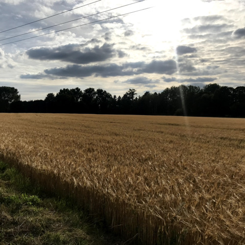 Strawberry Milkshake (Prod. Riddiman)