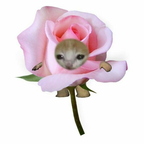 flower meowmeow