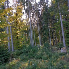 Out Of Head - Mind In The Forests - Demo