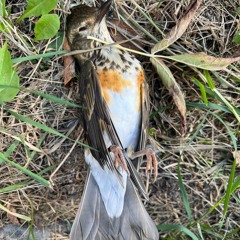 Frankenstein 🧠 : Prod By Nielyoung