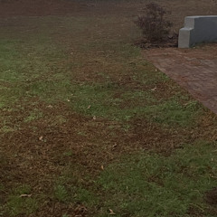 Laying in the Sun - microsong 5 of 25