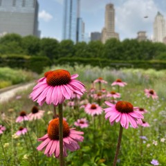 still, still with Thee (hymn 555)