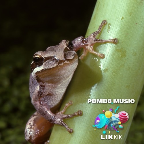 KERMIT DE KIKKER 🐸