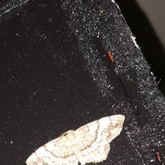 moths