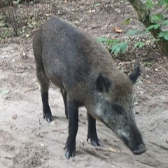 Hasenjagd