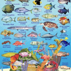 [FREE] EPUB ✓ Honduras Bay Islands Reef Creatures Guide Franko Maps Laminated Fish Ca