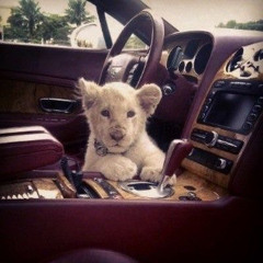 Gelantine (songwars fwchris)